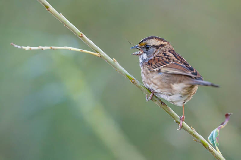 witkeelgors-white-throated-sparrow-zonotrichia-albicollis-1365-standard.jpg