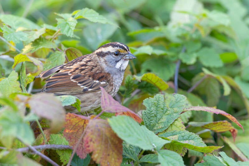witkeelgors-white-throated-sparrow-zonotrichia-albicollis-480-standard.jpg
