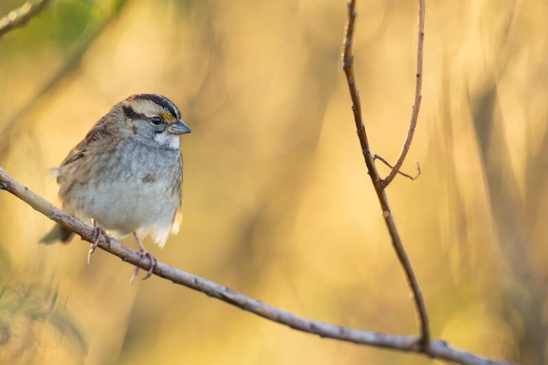 witkeelgors-white-throated-sparrow-zonotrichia-albicollis-648-standard.jpg