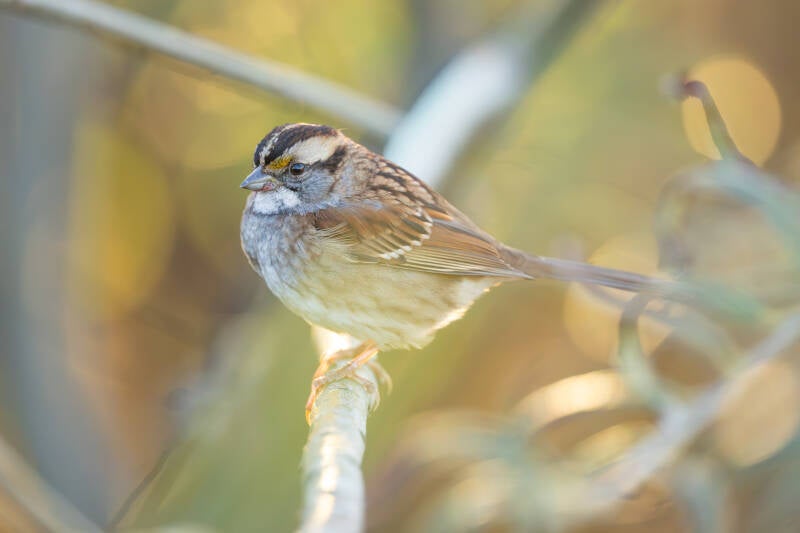 witkeelgors-white-throated-sparrow-zonotrichia-albicollis-892-standard.jpg