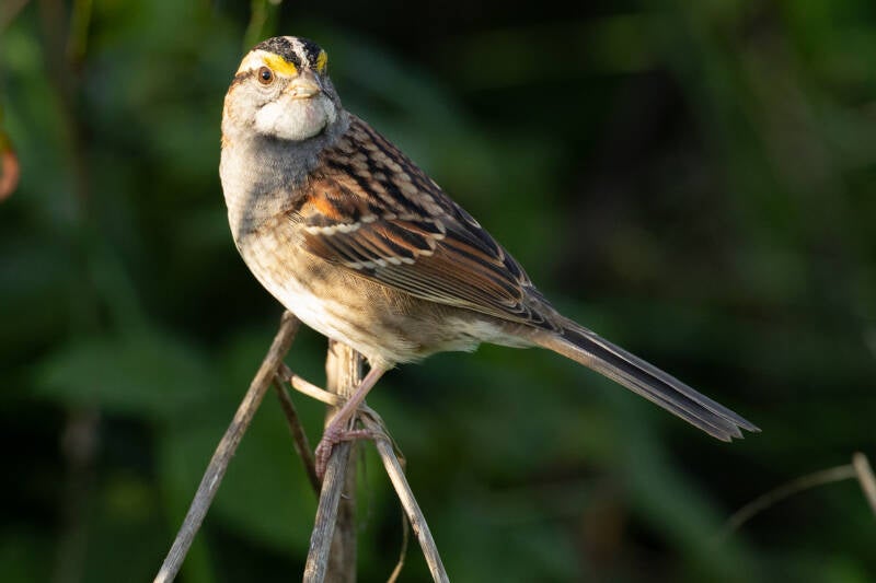 witkeelgors-white-throated-sparrow-zonotrichia-albicollis-93-standard.jpg