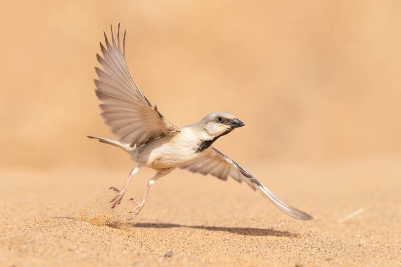 woestijnmus-desert-sparrow-passer-simplex-1441-standard.jpg