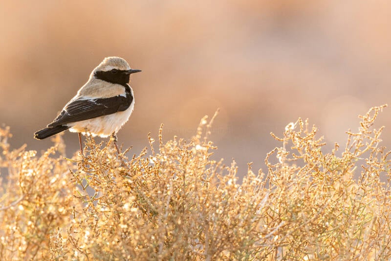 woestijntapuit-desert-wheatear-oenanthe-deserti-6713-standard.jpg