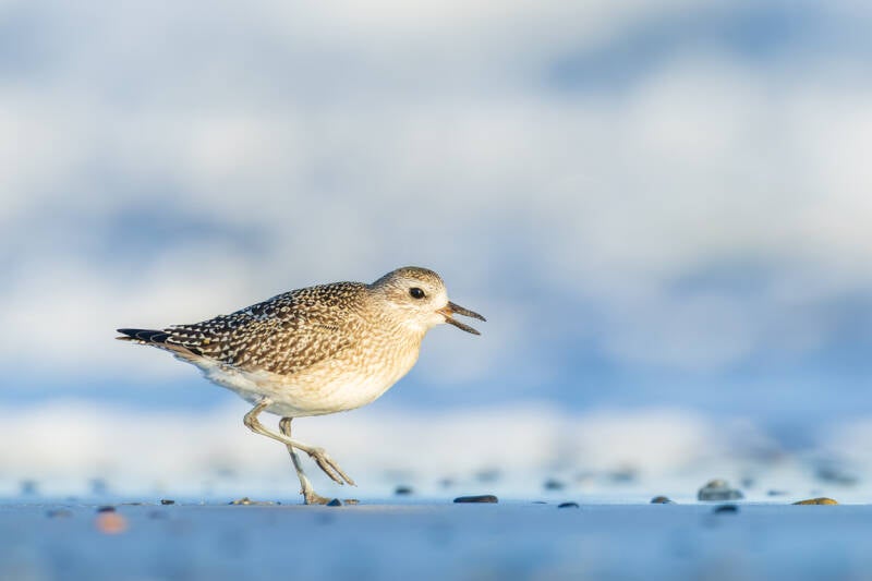 zilverplevier-grey-plover-pluvialis-squatarola-30-standard.jpg