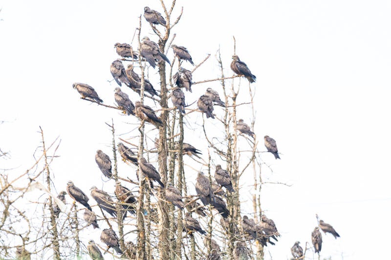 zwarte-wouw-black-kite-milvus-migrans-6112-standard.jpg