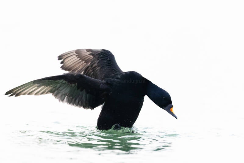 zwarte-zee-eend-common-scoter-melanitta-nigra-5875-standard.jpg