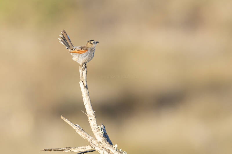 zwartkruintsjagra-black-crowned-tchagra-tchagra-senegalus-9533-standard.jpg