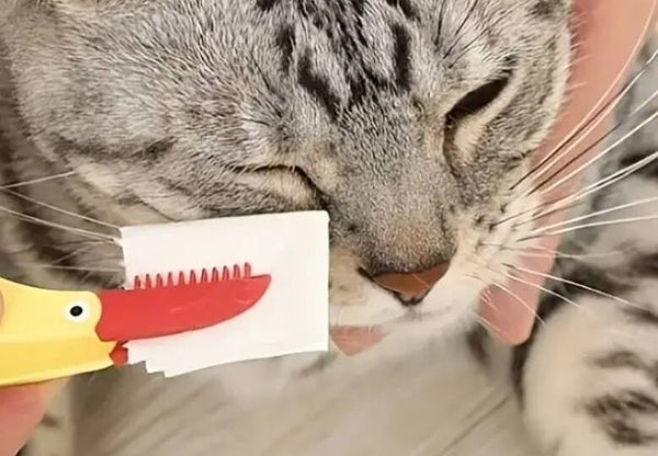 ZACHTE BORSTEL VOOR TRAANVLEKKEN