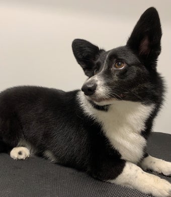 Welsh Corgi Cardigan na trimbehandeling