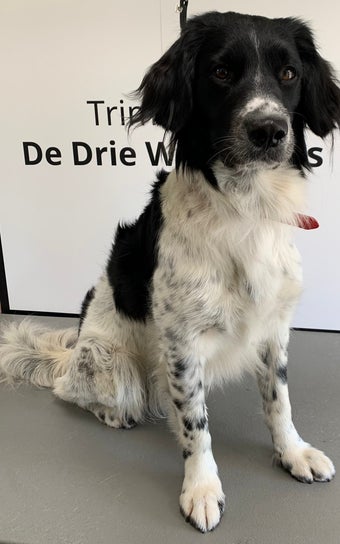 Friese stabij na trimbehandeling