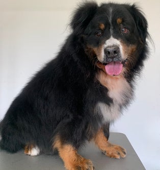 Berner Sennenhond na trimbehandeling