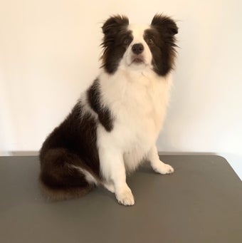 Border collie na trimbehandeling