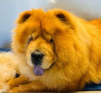 Chow Chow - Trimsalon Oud Gastel
