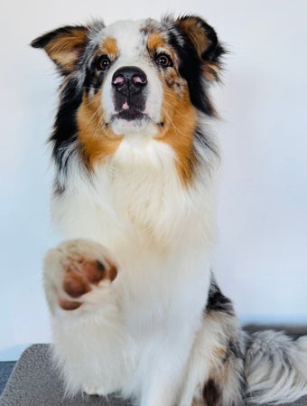 Australian shepherd - Trimsalon Oud Gastel