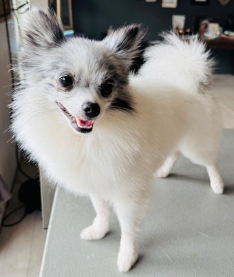 Pomeranian Trimsalon Oud Gastel