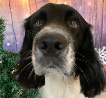 Spaniel - Trimsalon Oud Gastel