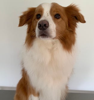 Border Collie