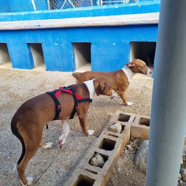 Anti trek/snel op maat maken veiligheidstuig  voor Profs