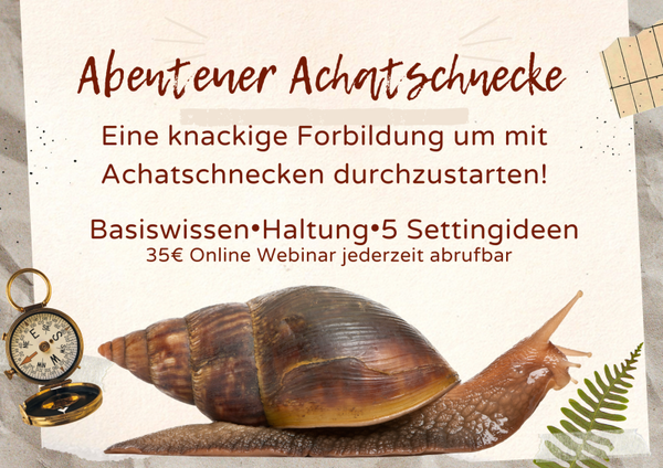 Achatschnecken Online Webinar