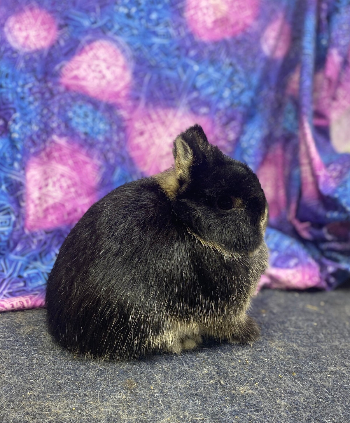 Current Show Rabbits | Champion Dwarfs Rabbitry