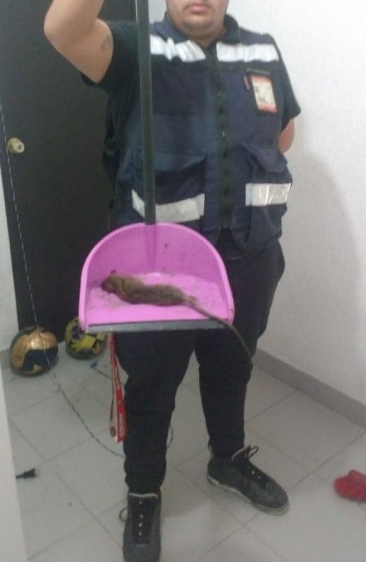 Exterminador de Ratones a domicilio las 24 Horas