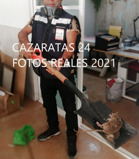 Exterminador de Ratones a domicilio las 24 Horas