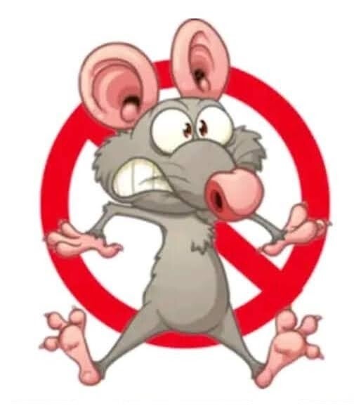 Exterminador de Ratones a domicilio las 24 Horas