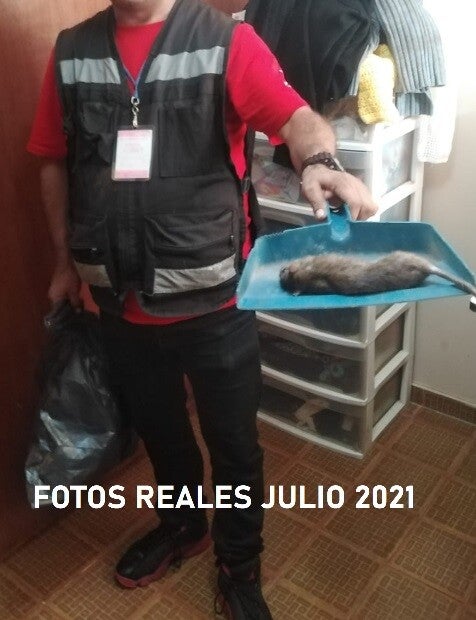 Exterminador de Ratones a domicilio las 24 Horas