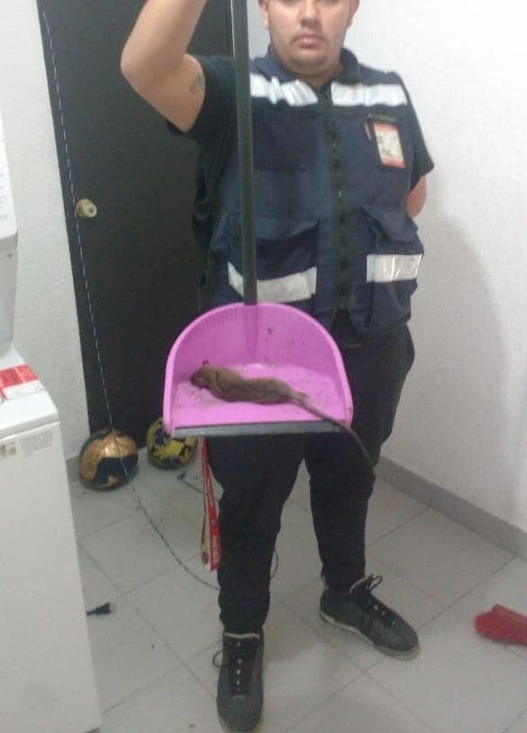 Fumigaciones urgentes en Ecatepec
