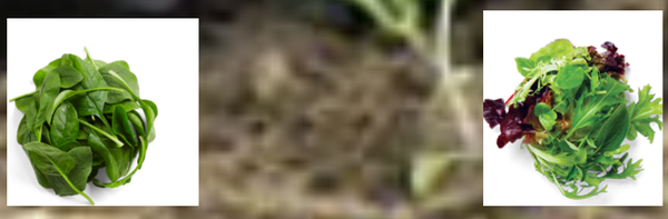 PRE-PACKAGED SALADS MESCLUN & SPINACH