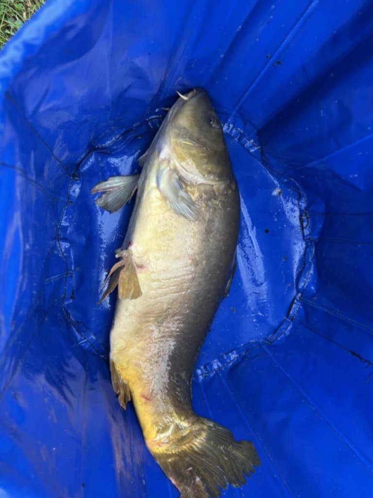 karpervissen langdorp, karpervijver langdorp, visvijver het penneke, wedstrijdvijver karper langdorp