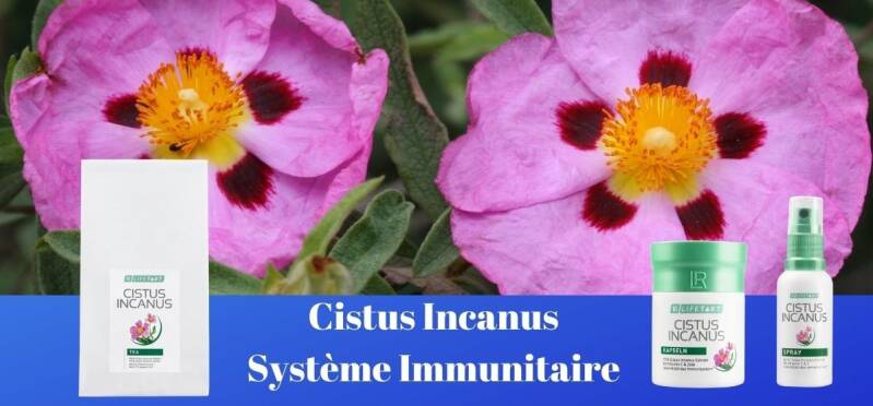 cistus incanus gélules lr