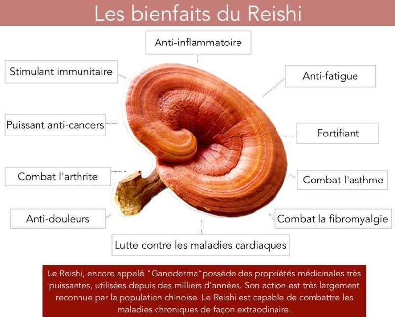 reishi plus lr health beauty