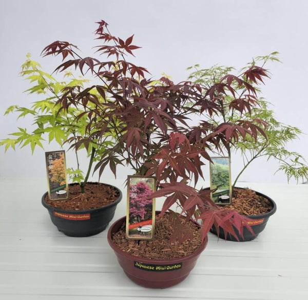 Antropurpureum & Emerold-Lace & Orange Dram