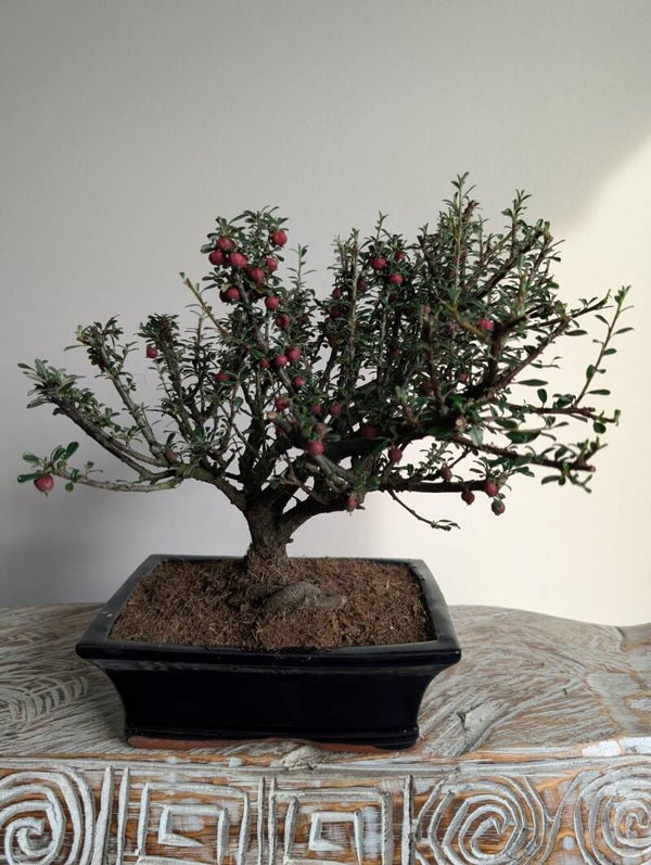 Cotoneaster 'Dwergmispel'
