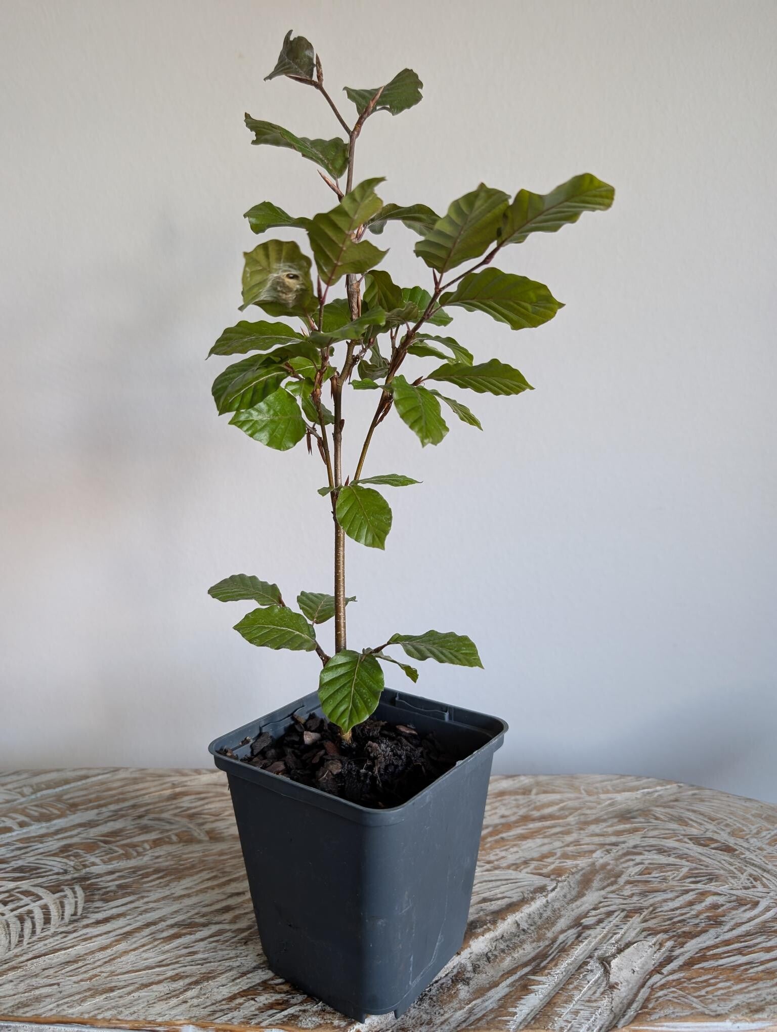 Fagas Sylvatica beuk bonsai starter