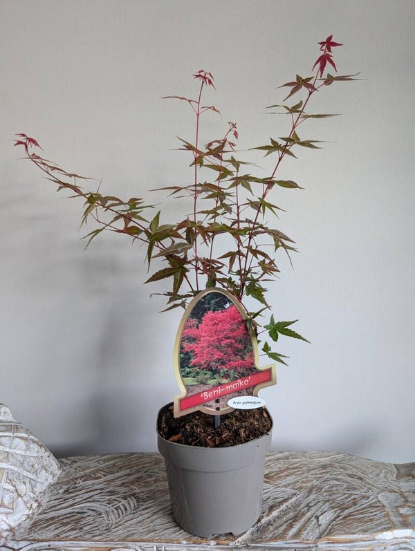 Acer Japanse Esdorn Beni-Maiko