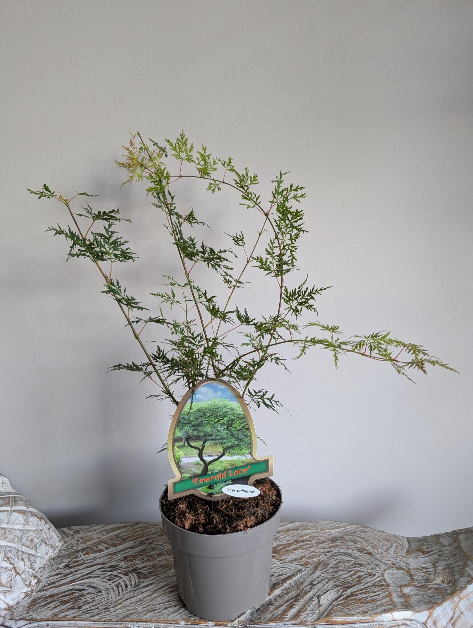 Acer Japanse Esdoorn Emerald Lace