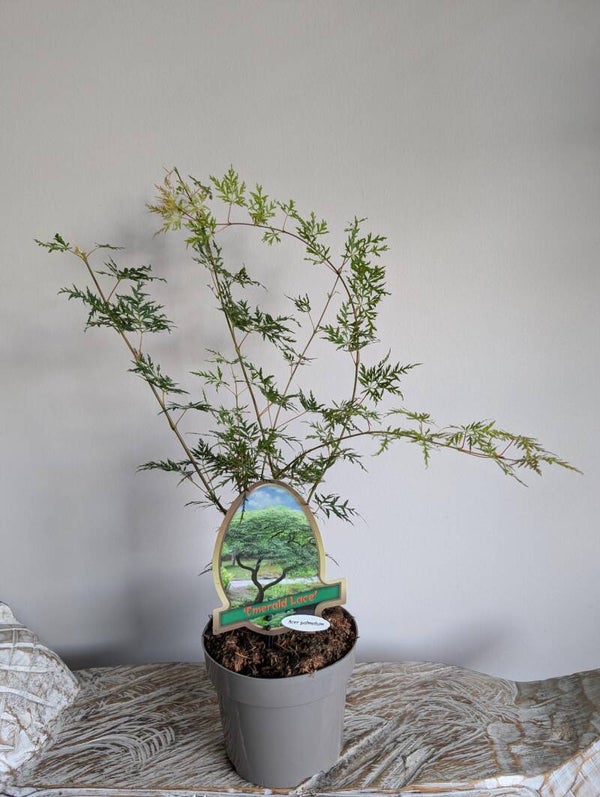 Acer Japanse Esdoorn Emerald Lace