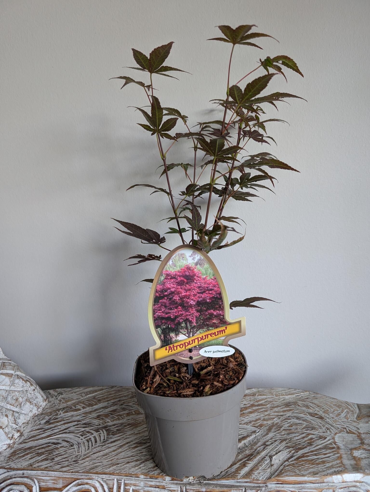 Acer Japanse Esdoorn Atropurpureum