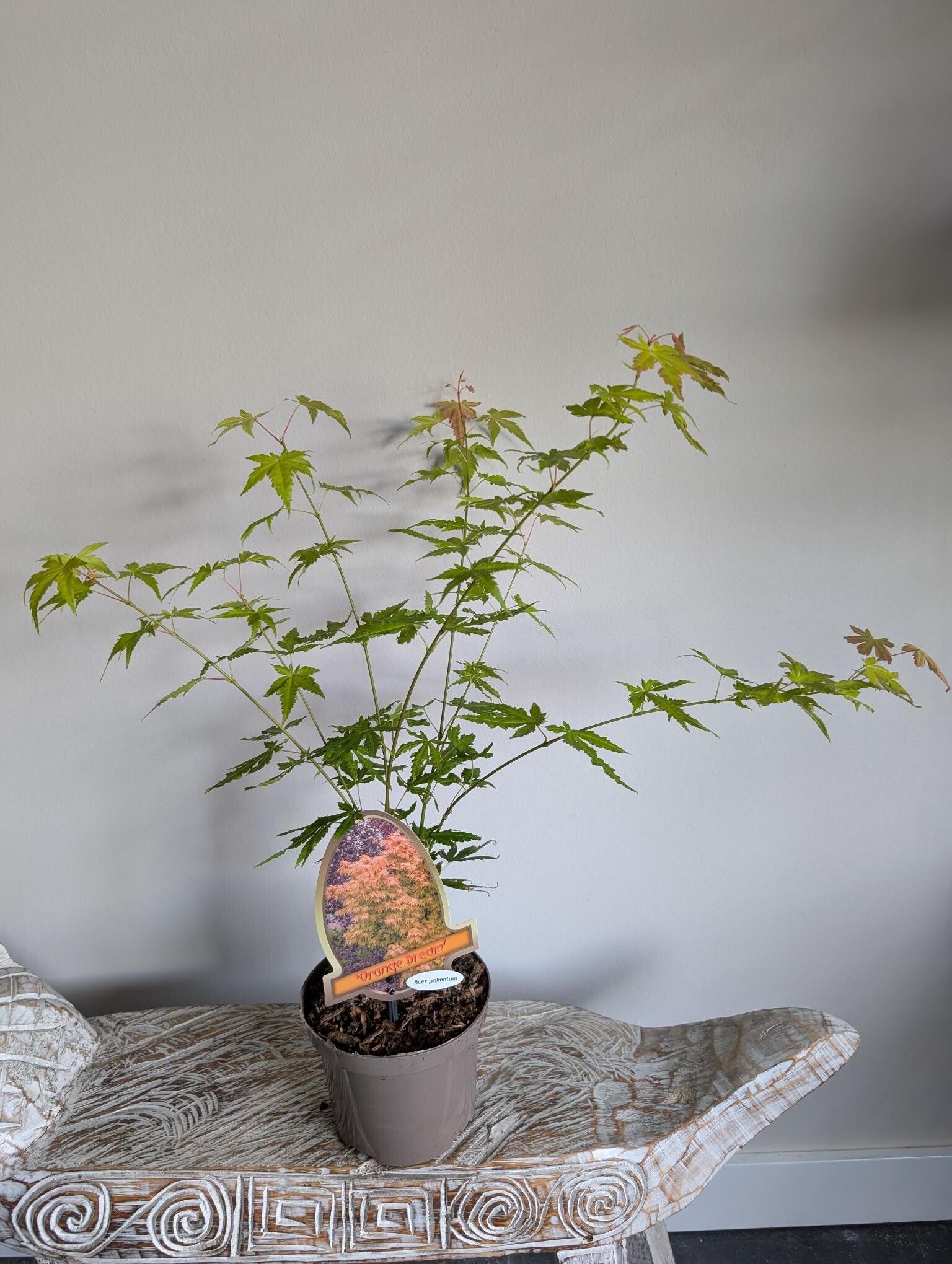 Acer Japanse Esdoorn Orange Dream