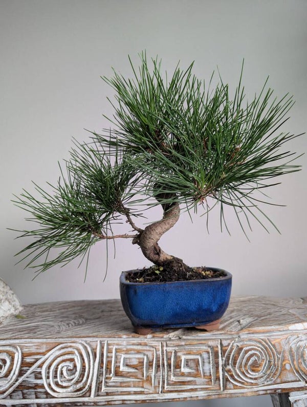 Pinus Thurnburgii