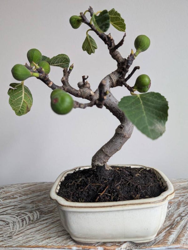 Ficus Carica Vijgenboom