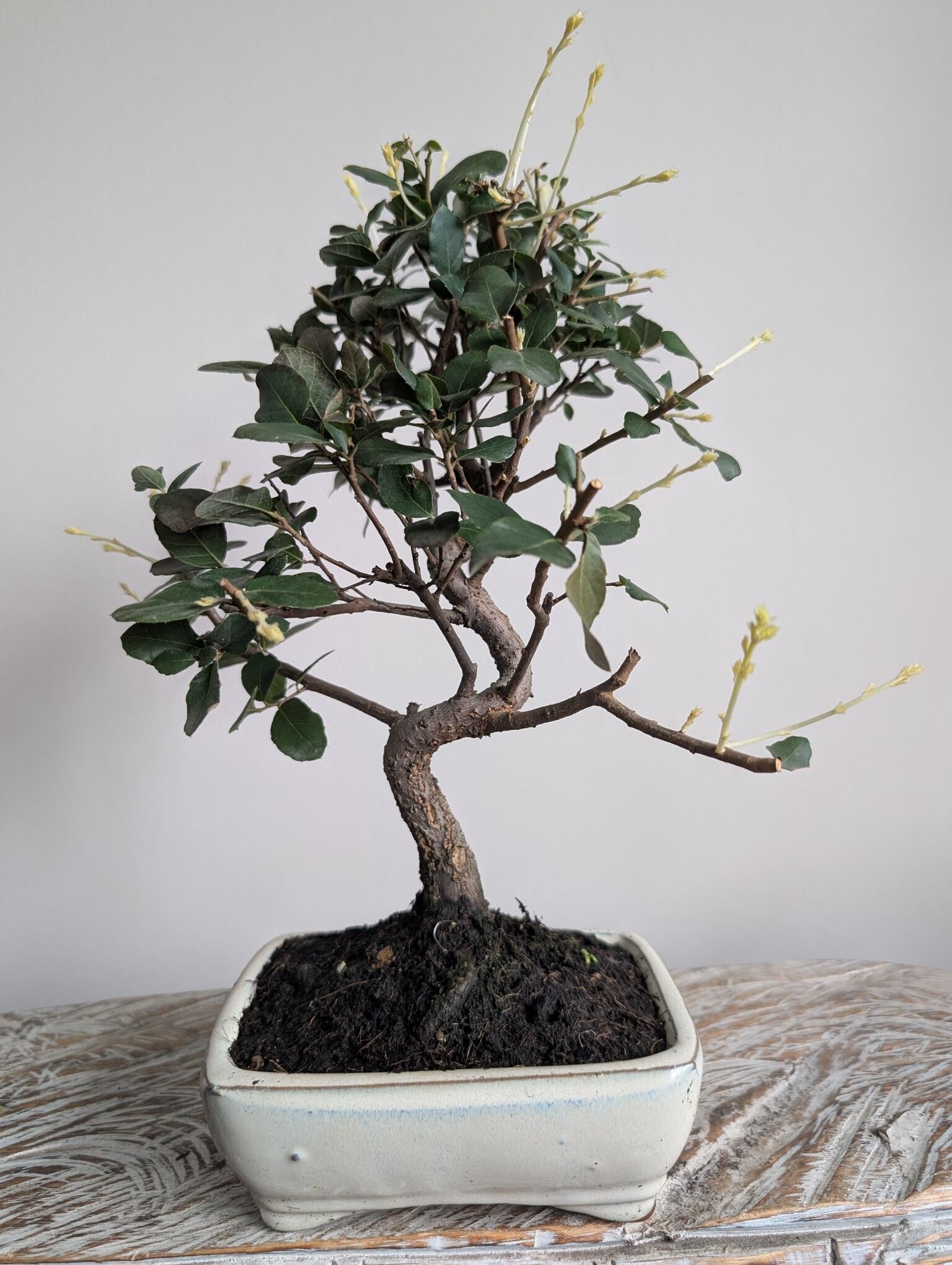 Quercus Suber Kurkeik