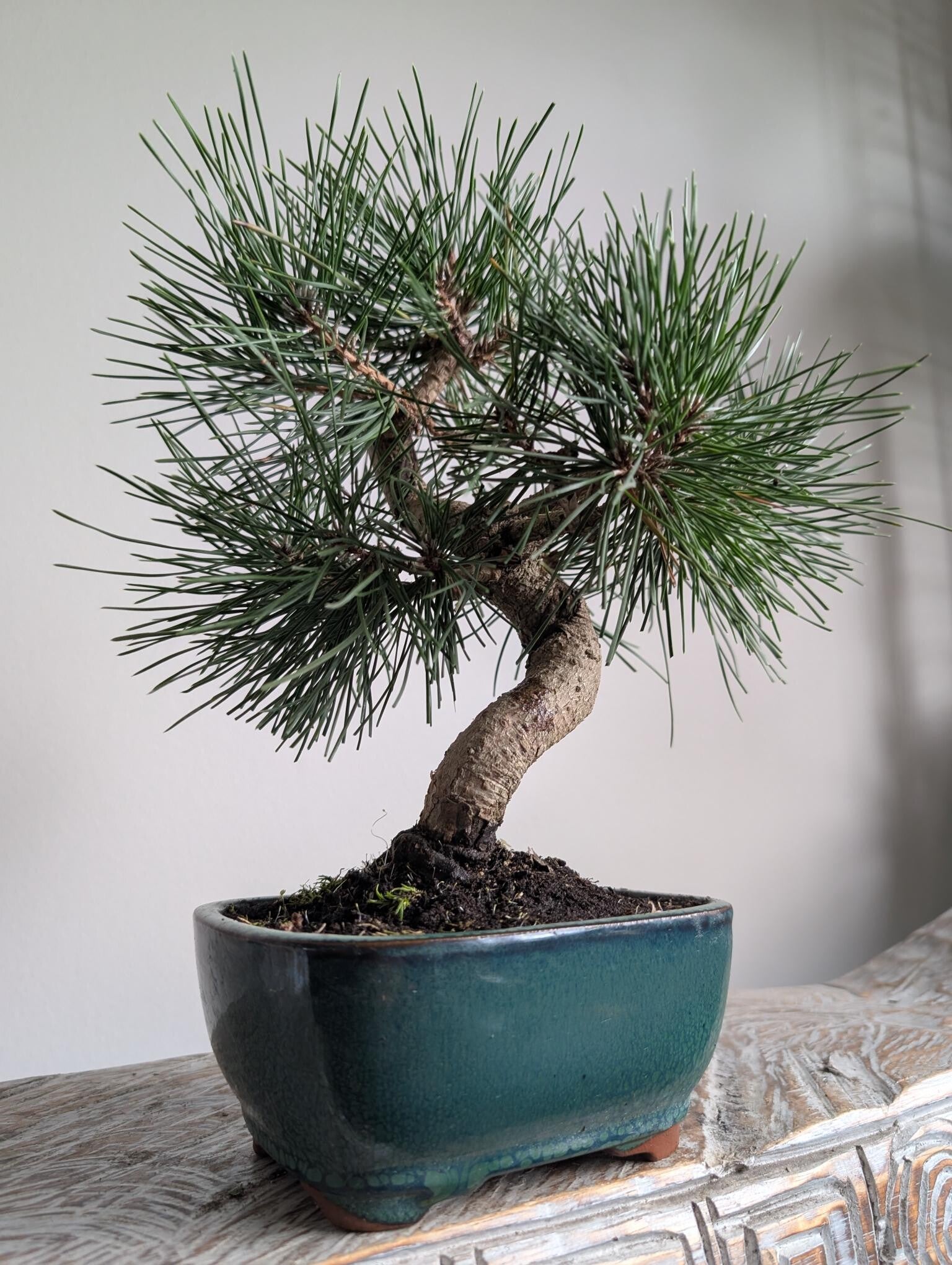Pinus Thunbergii