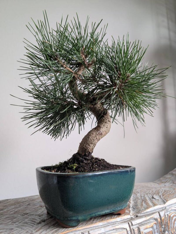 Pinus Thunbergii