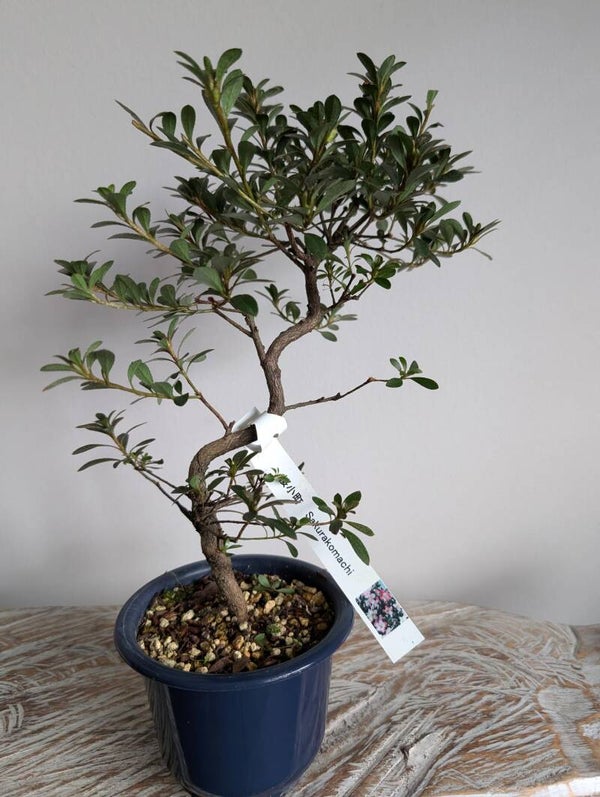 Satsuki Azalea Sakurakomachi