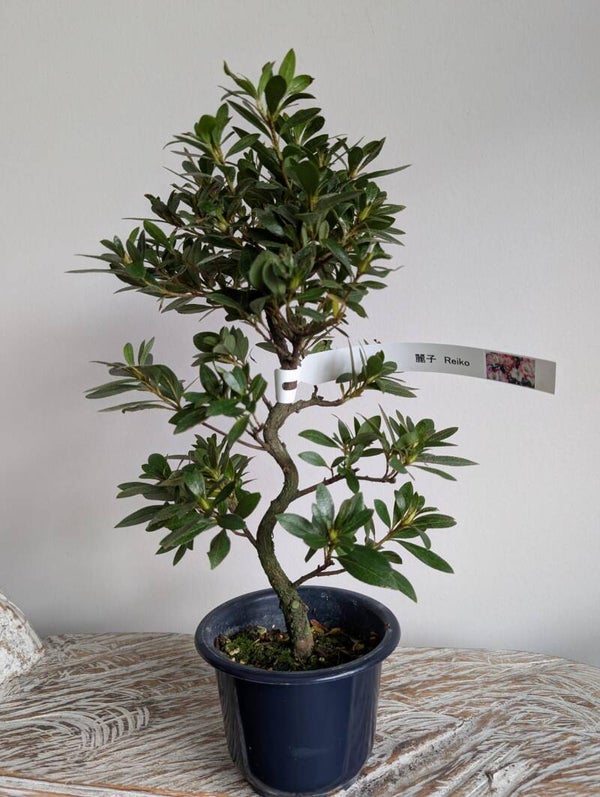 Satsuki Azalea Reiko