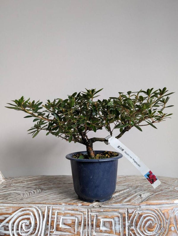 Satsuki Hoshi-No-Kagayaki