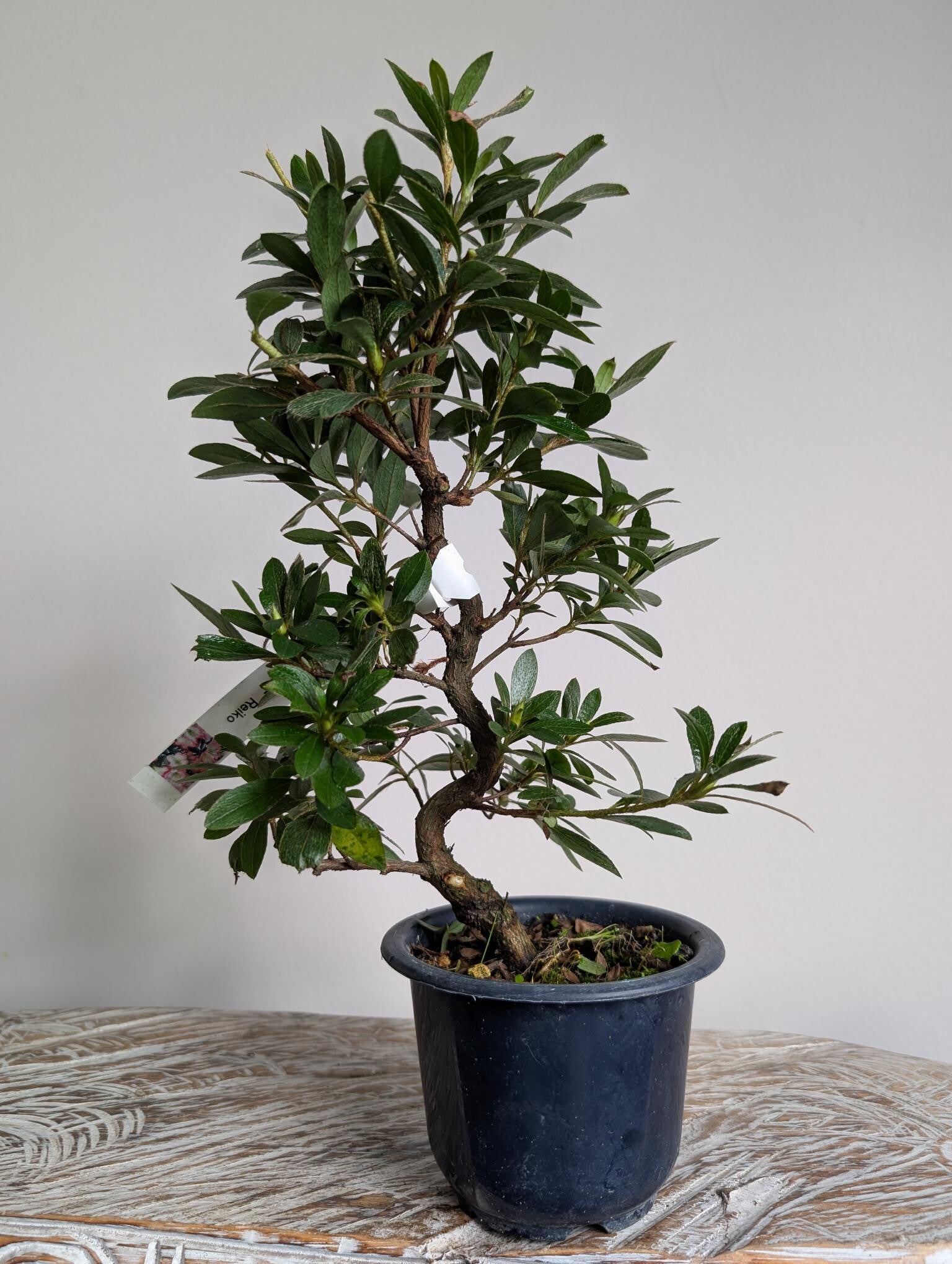 Satsuki Azalea Reiko